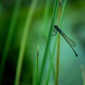 Meet your Posher, Huong